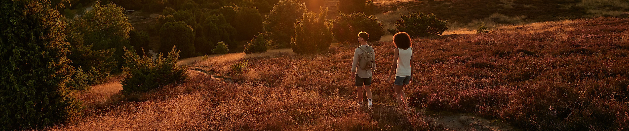 Fischbeker Heide in Hamburg im Sonnenuntergang