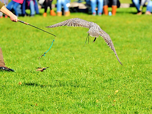 Auf leisen Schwingen