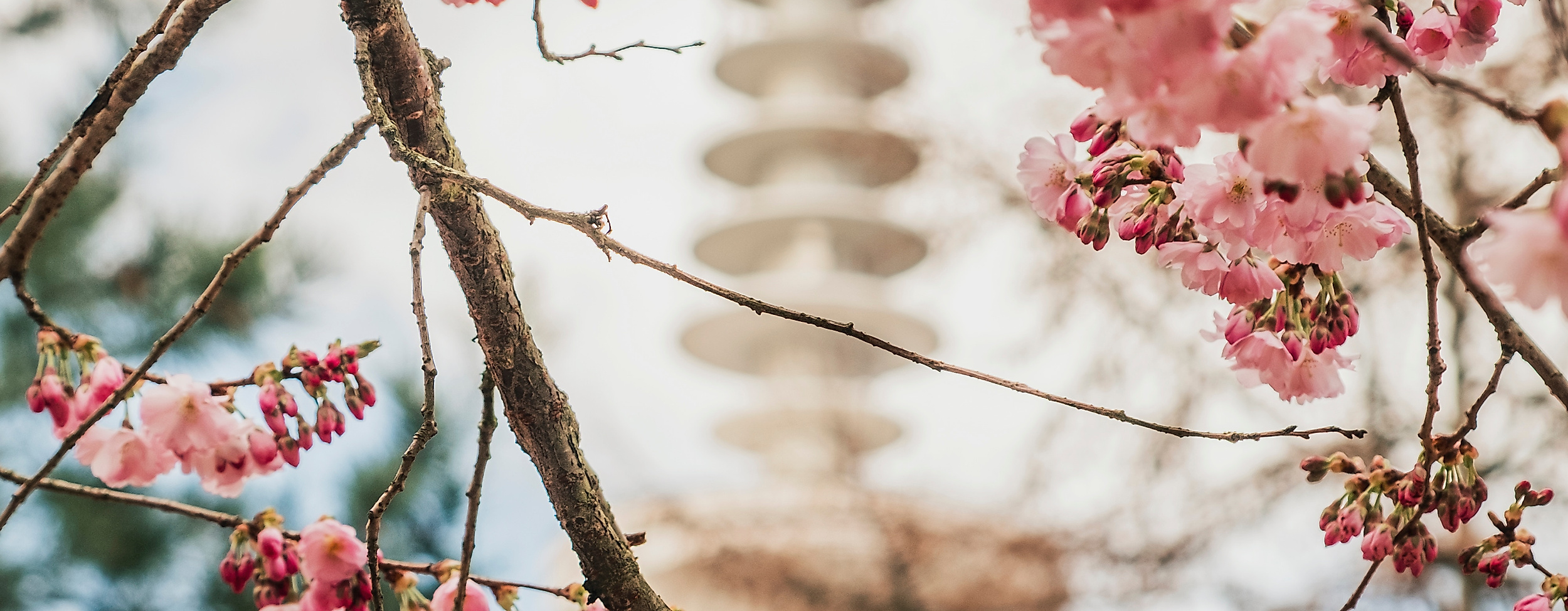 Japanese Cherryblossom Festival
