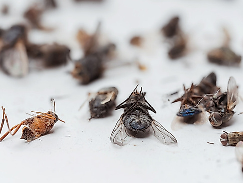 Das stille Sterben der Insekten