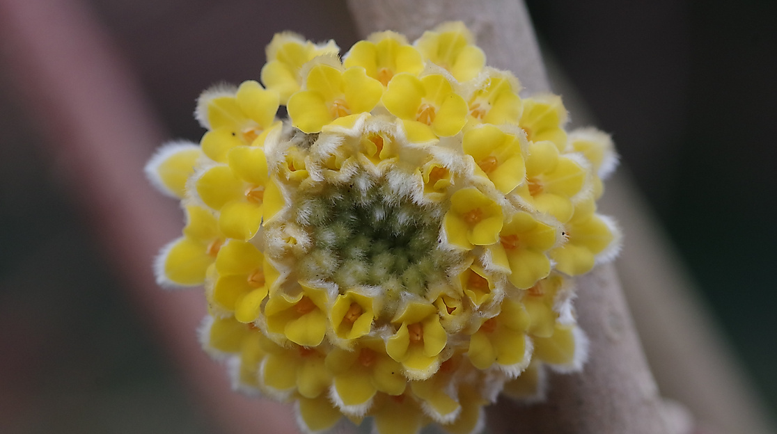 Japanischer Papierbusch