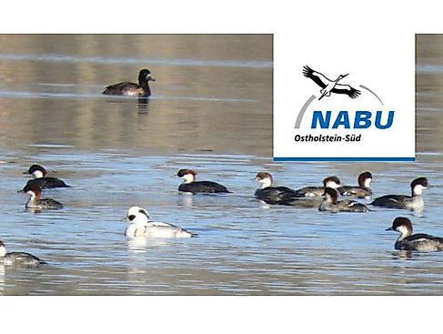 Winter bird excursion