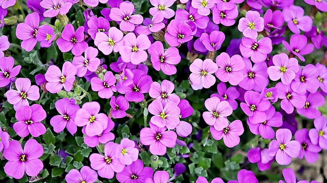 Offener Garten 2026 - Kehdingbruch