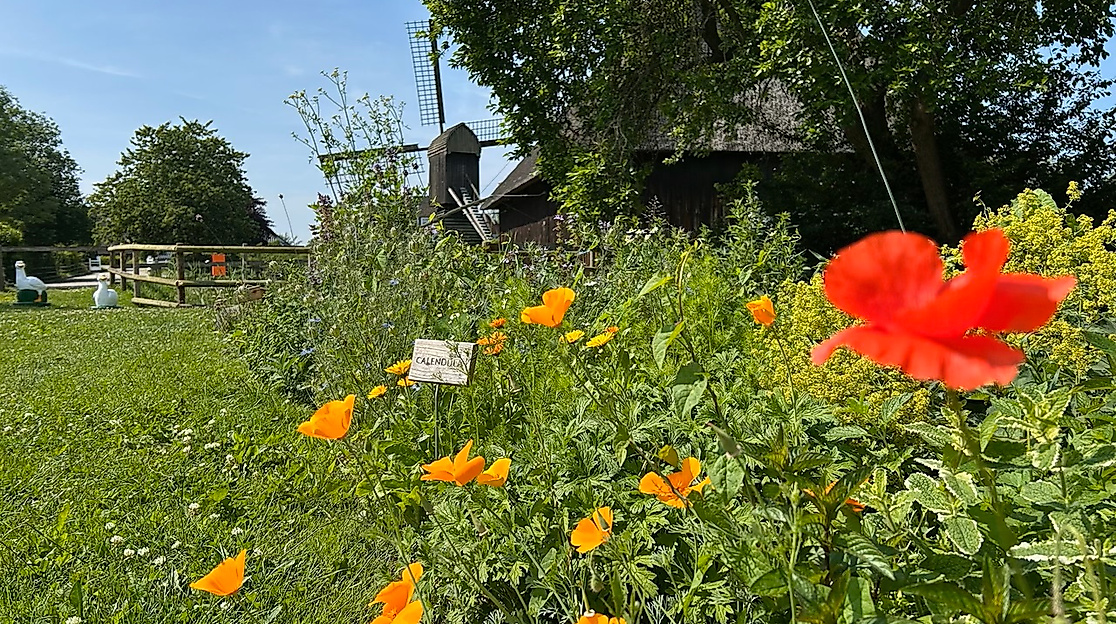 Querbeet- Krauterführung