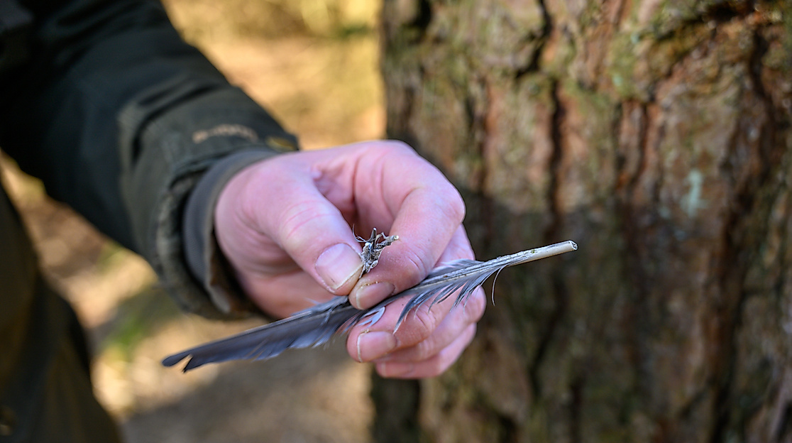 Hermannsburg_Clywd_Owen_Bushcraft_Faehrtensuchen_CC0_Karjetta_20250319_3
