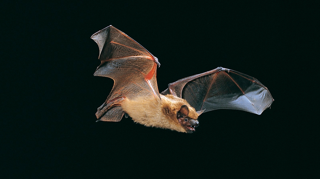 Fledermaus-Safari im Eutiner Seeschaarwald