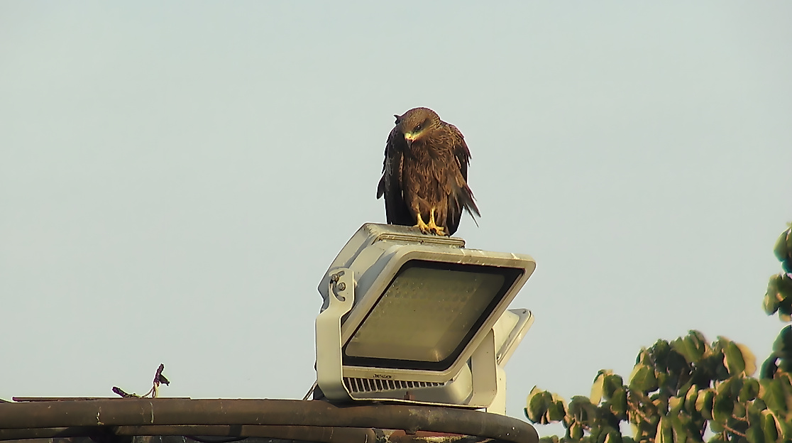 eagle resting 1_upscayl_2x_realesrgan-x4plus