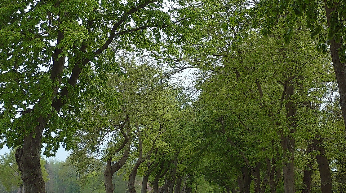 Lindenallee.Frankenfeld.Bahnhof-q