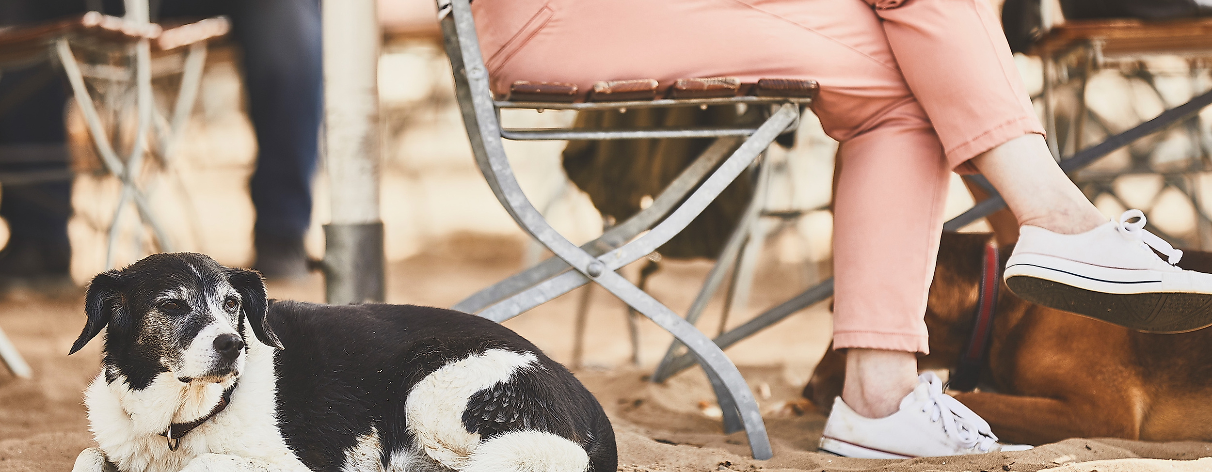 Hund liegt im Sand am Elbstrand neben einer sitzenden Person im Strandcafé