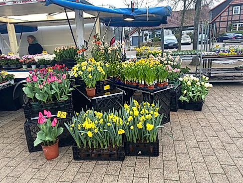 Wochenmarkt Hermannsburg Blumen