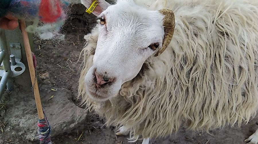 Vom Schaf zur Wolle