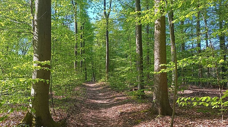 Frühlingswanderung durch den Veerßer Wald und zur Ottenburg