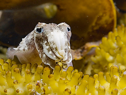 Sepia: Die Odyssee eines Tintenfischs