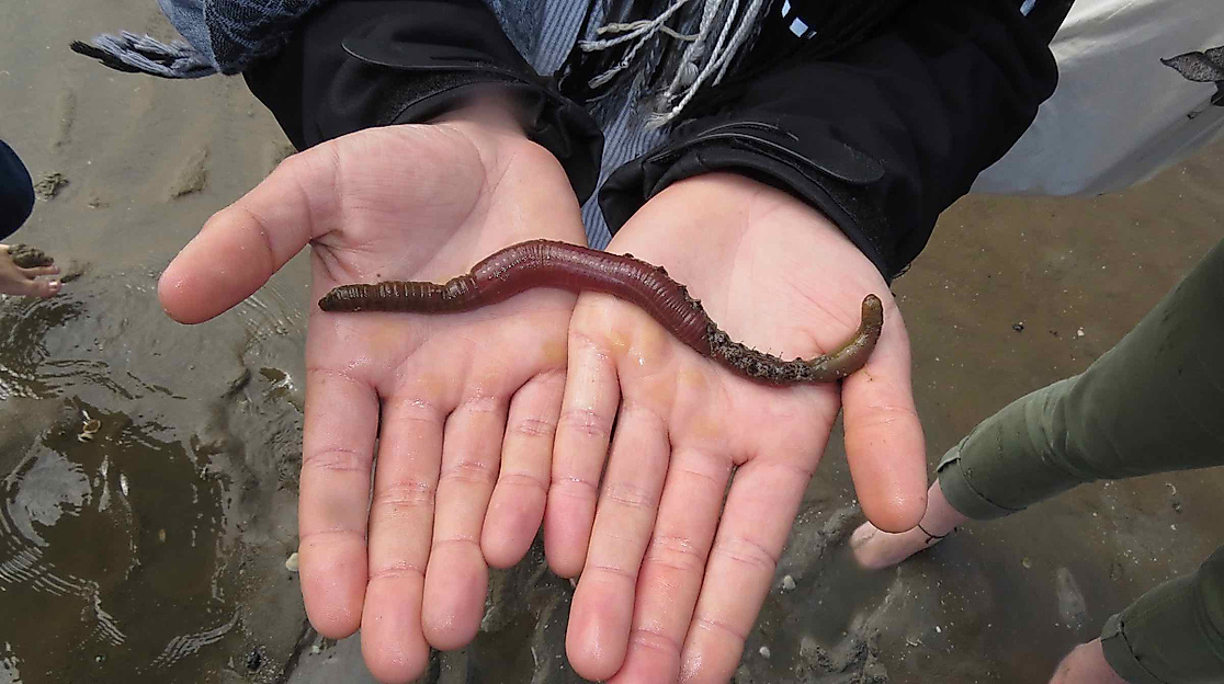 Wattwanderung für Familien: Das Watt entdecken!