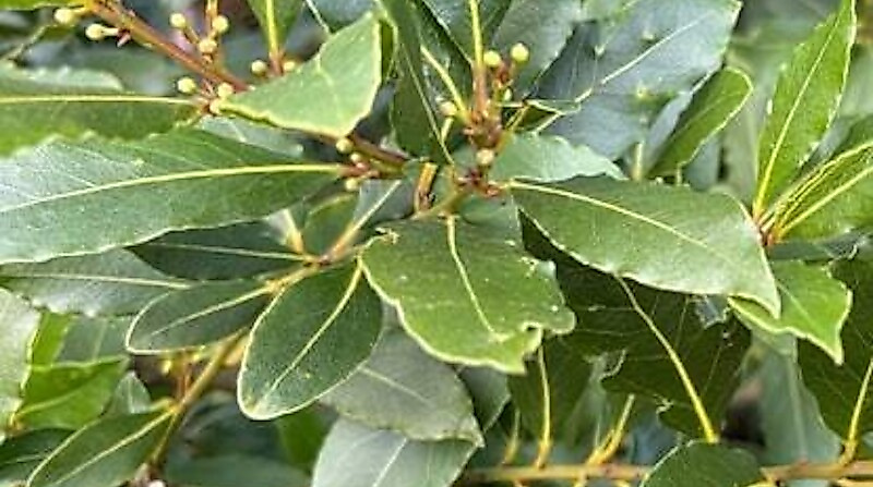 Destillations-Workshops - Workshop: Lorbeer-Destillation