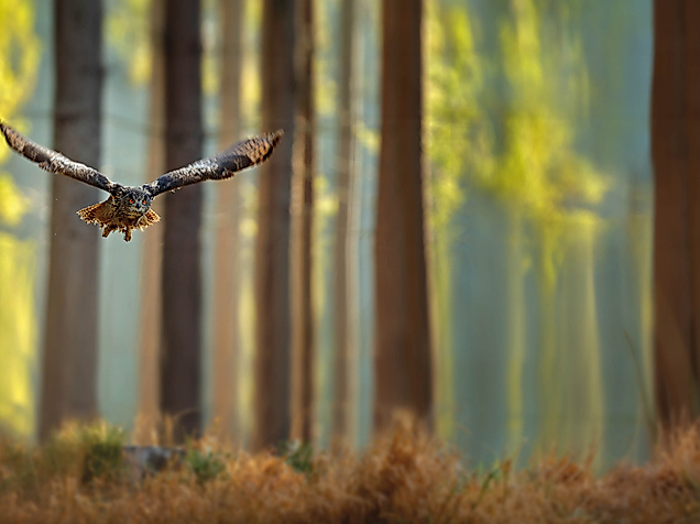 Fliegende Eule im Wald