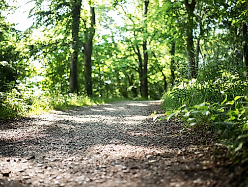 Auf den Spuren der Waldpilze