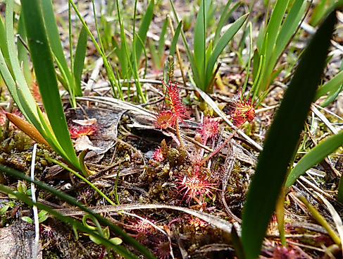 Natur - leicht gemacht: Von der Krickente zur Heidelerche