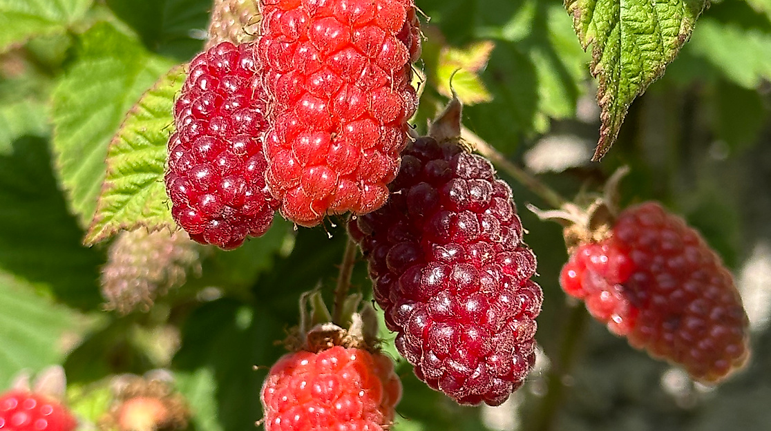 Gartenseminar - naturnahe Gartengestaltung