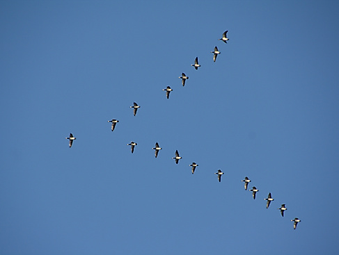 Vogelzug live – Zugvogelbeobachtung an der Duhner Heide