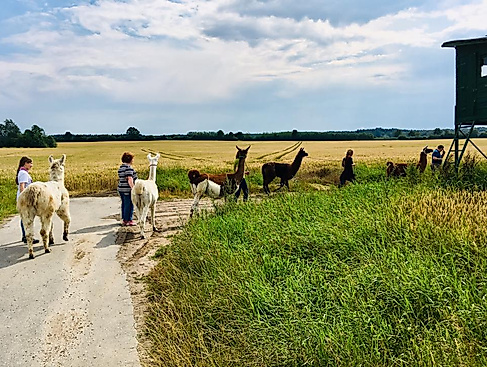 Lama-Spaziergang