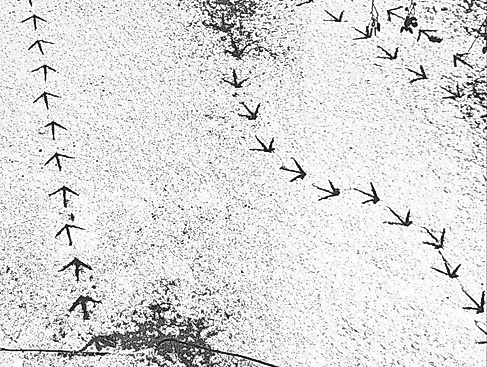 Vogelspuren im Schnee