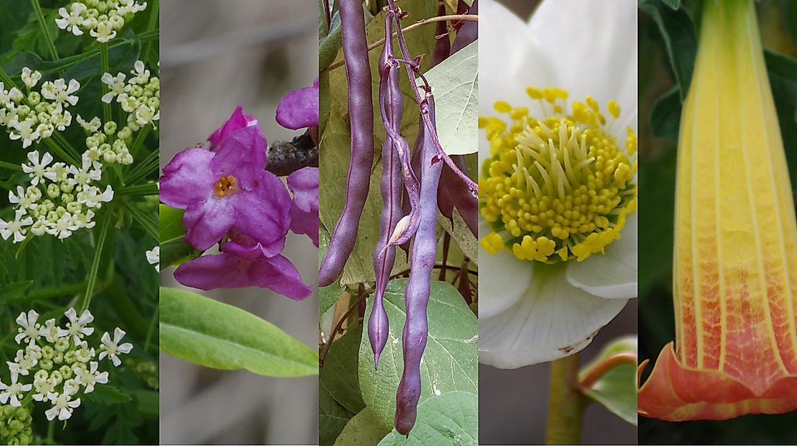 Giftpflanze des Jahres - Kandidaten2026