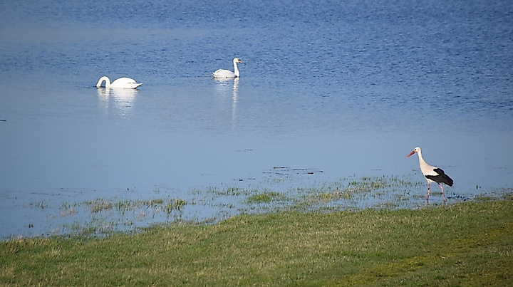 Elbe pur für Radpuristen