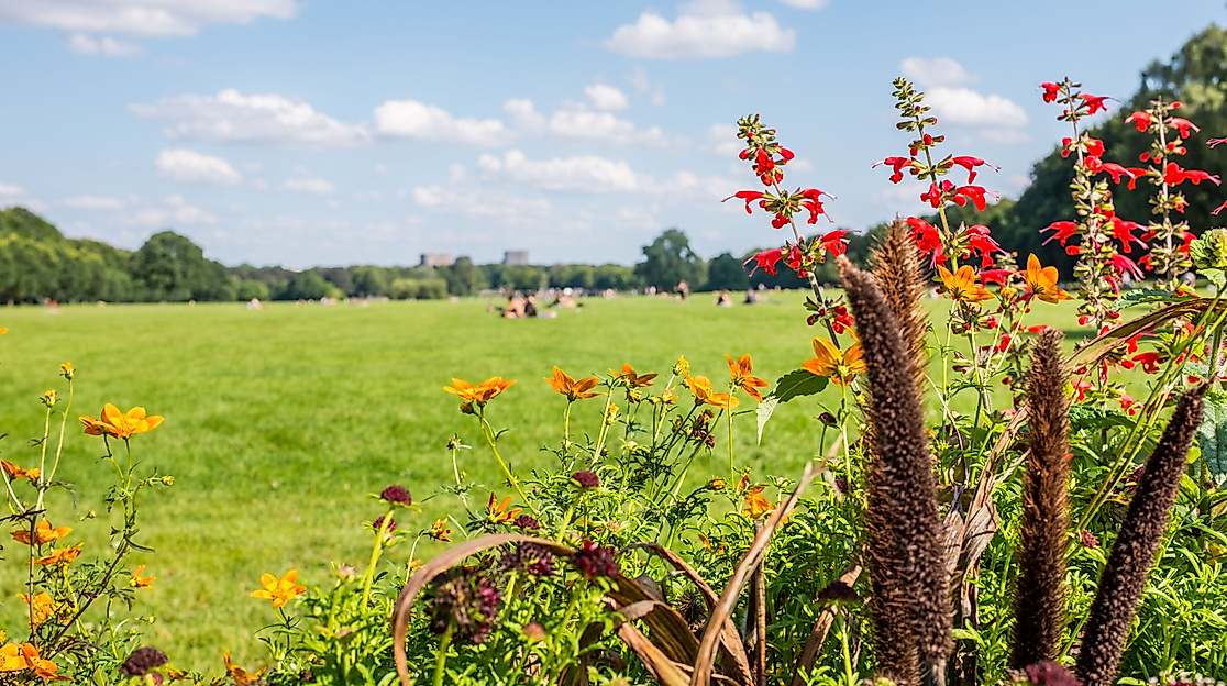 Blühende Sommerblumen am Rand einer großen Wiese im Hamburger Stadtpark unter blauem Himmel