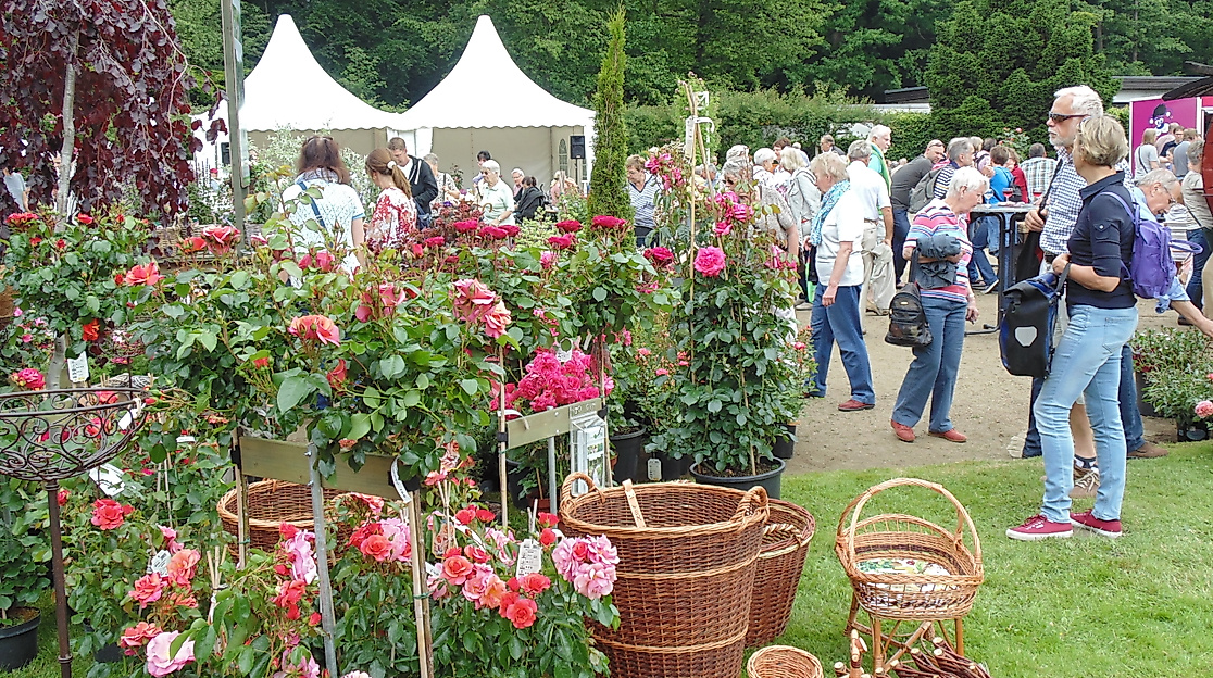 Der Rosengarten in Pinneberg