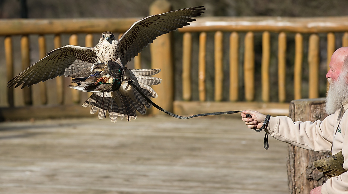 2014_03_18_pm_greifvogelshow-4
