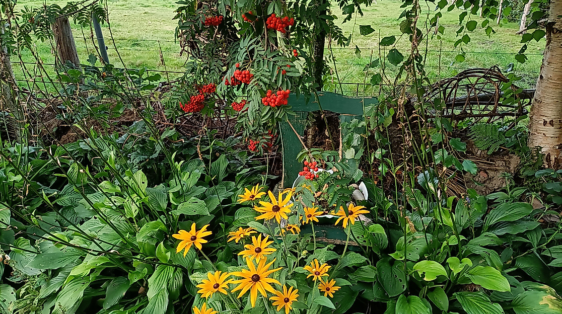 Sonnenhut im Projektgarten