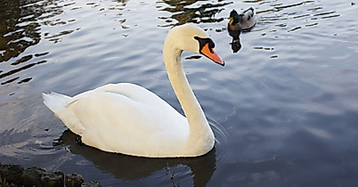 Alsterschwäne