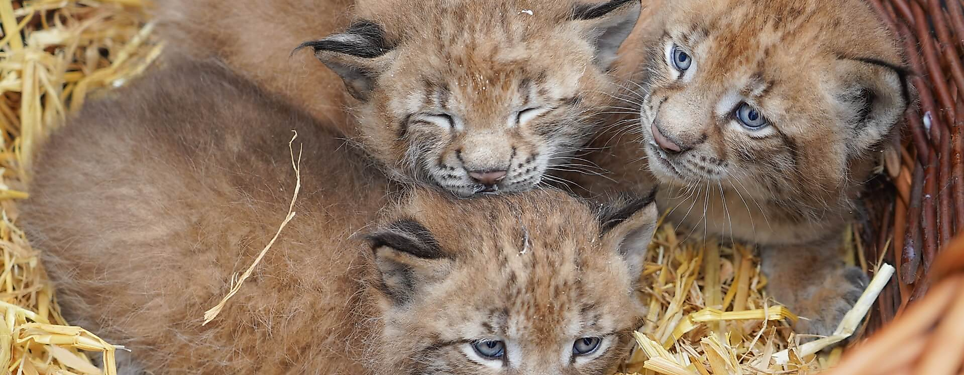 Wildpark-Schwarze-berge-Luchs-Drillinge-C-Wildpark-Schwarze-Berge