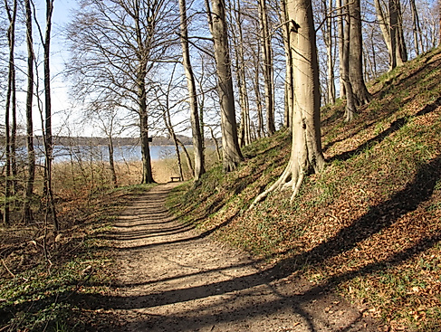 Waldweg am Ratzeburger See