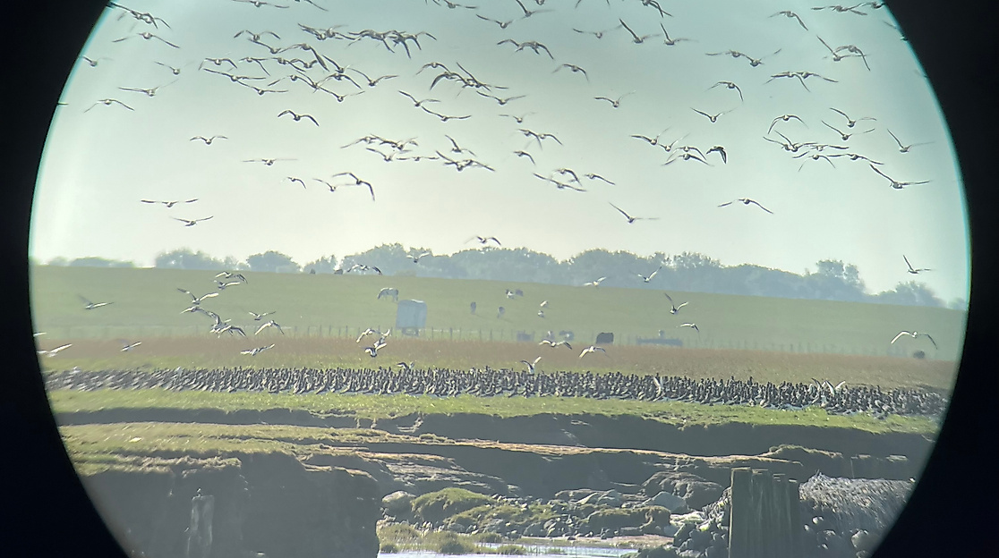 Zugvögel in ihrem natürlichen Lebensraum beobachten