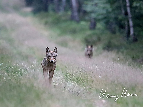 Wolfsrüde Rudel Göhrde_01