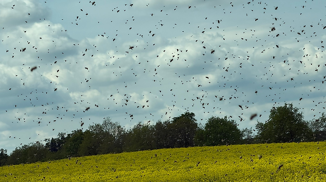 Bienen im Flug auf Rapsfeld