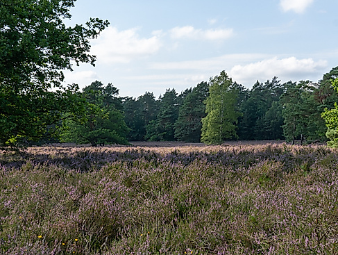 Naturparktag - Entkusseln in Bockelmanns Heide