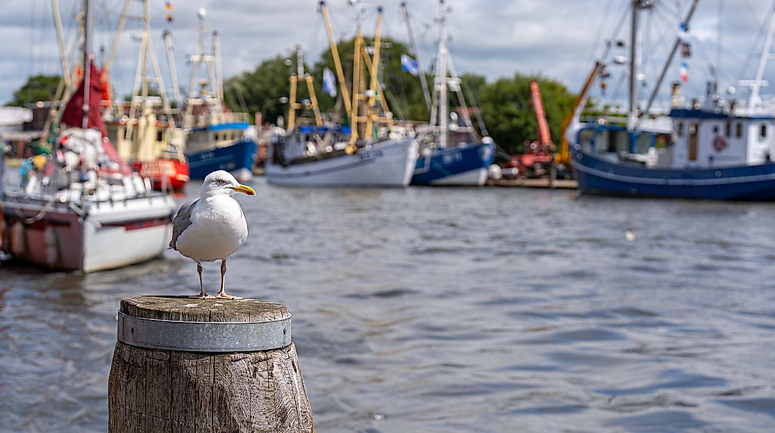 121. Büsumer Kutterregatta