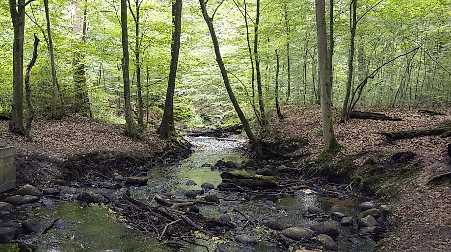 Wald