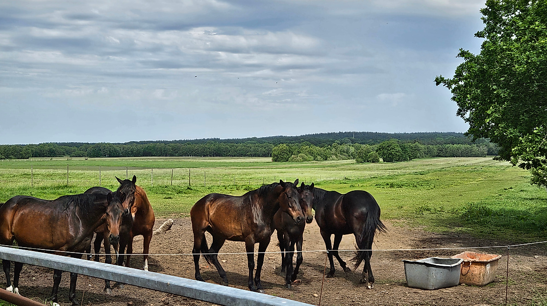 Ponyschule