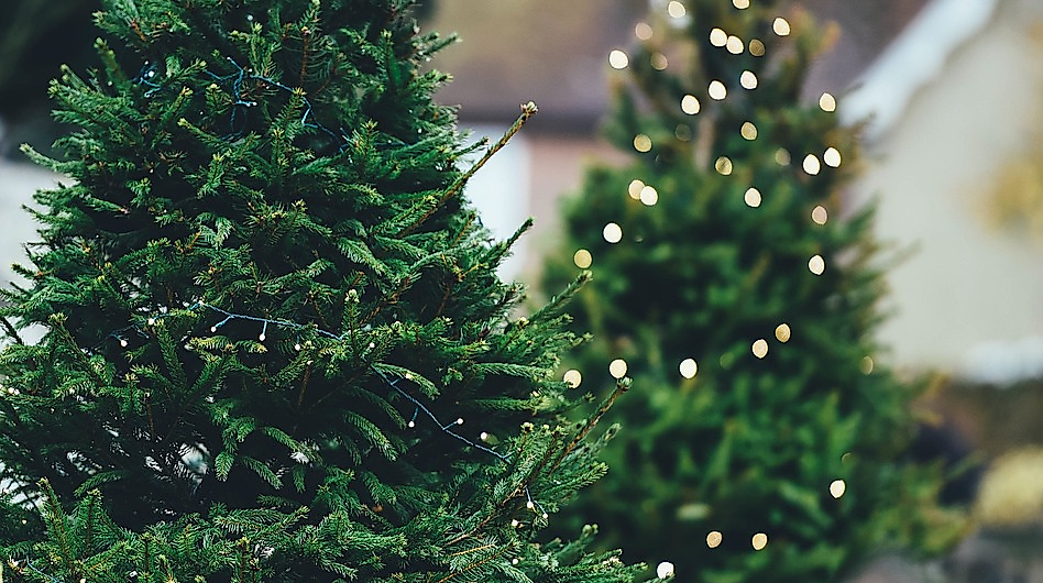 Weihnachtsbäume aufstellen und schmücken