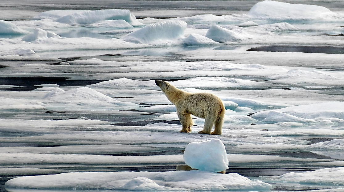 calumed vortrag klimawandel macht krank 2025