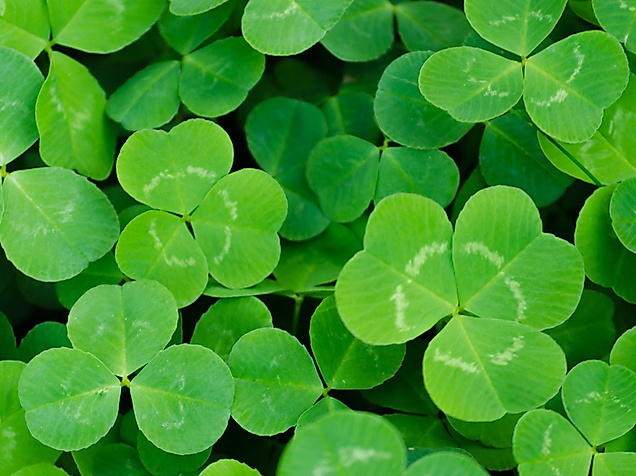 Grüne Kleeblätter