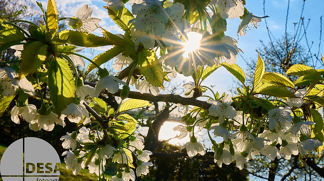Blüten im Gegenlicht