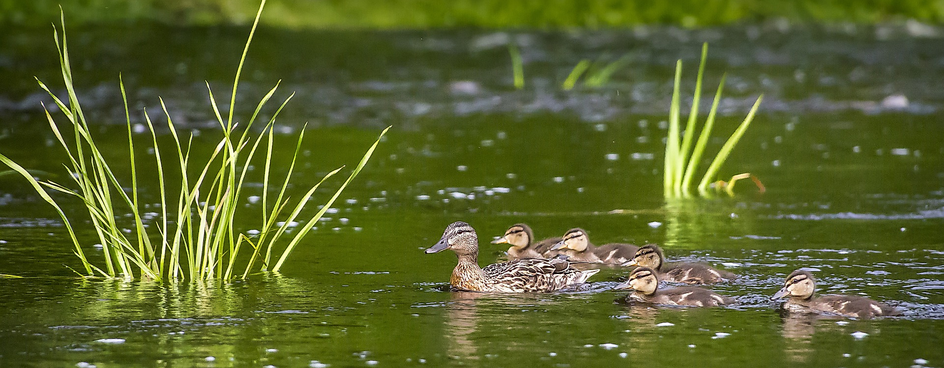 duck-family-gef02beac1_1920_1