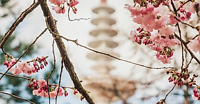 Japanese Cherryblossom Festival