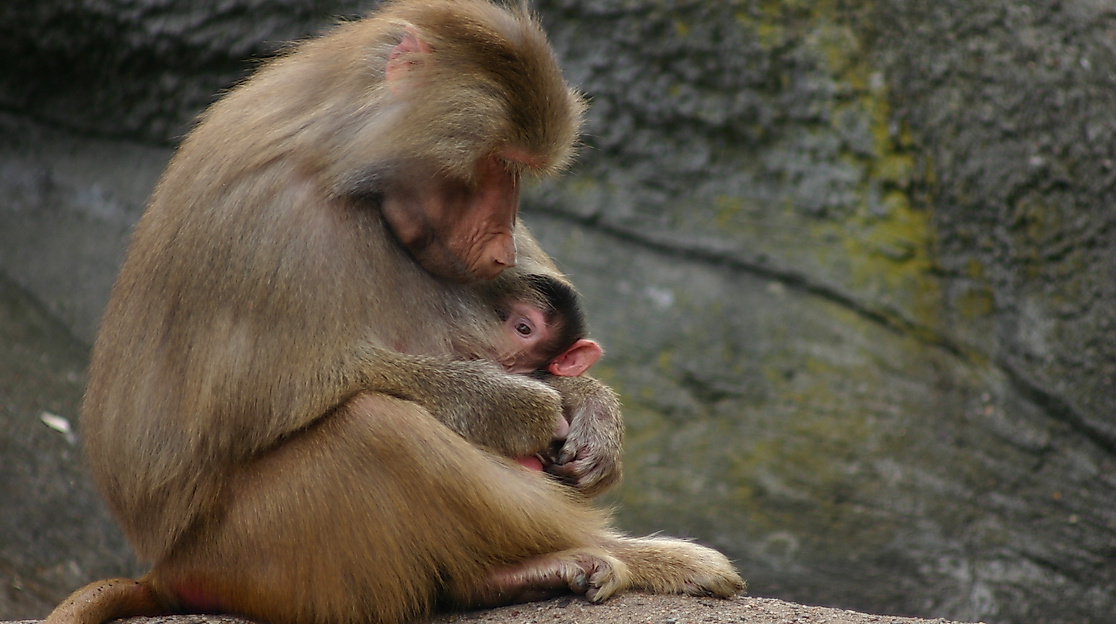 Tierpark Hagenbeck