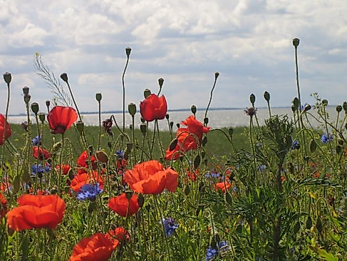 Meer mit Blumen